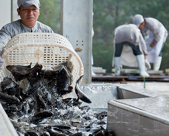 Tilapia Fillets production (8).jpg