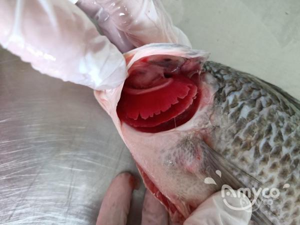 Fish Buying Guide : 8 Essential Criteria to Judge the Freshness of a Fish