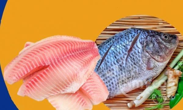 China’s  tilapia prices rise, US demand depressed!