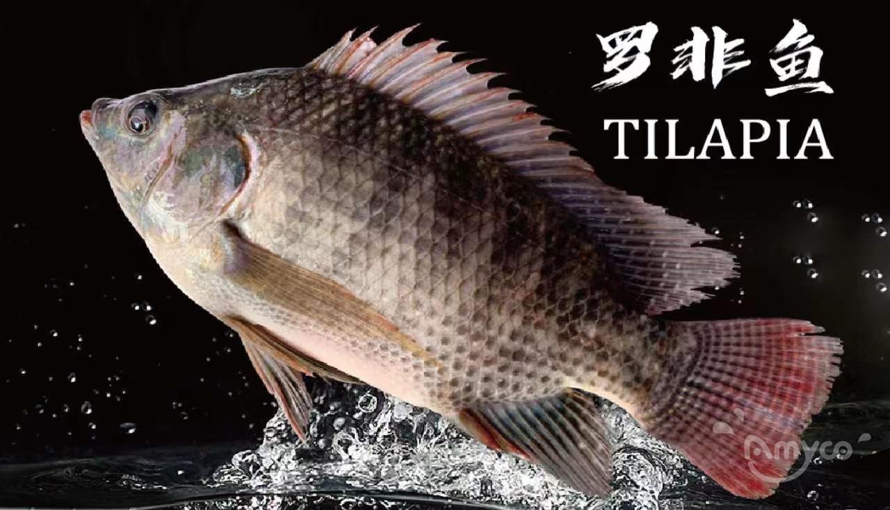 Tilapia 2.jpg