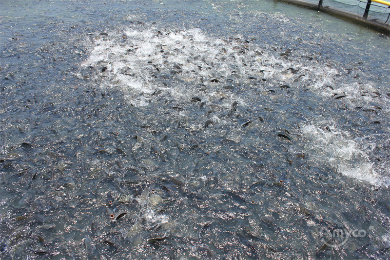 Tilapia cage farmed (13).jpg