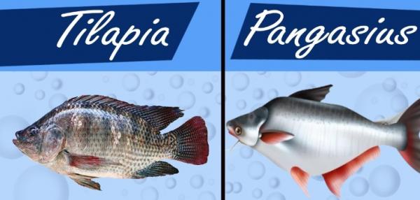 Us imports of tilapia and basa both declined