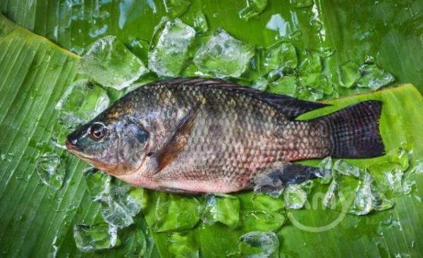 The price of tilapia has rapidly recovered, and market expectations have improved.